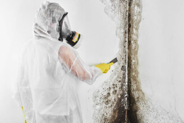Best Home Mold Removal  in Thomasville, GA