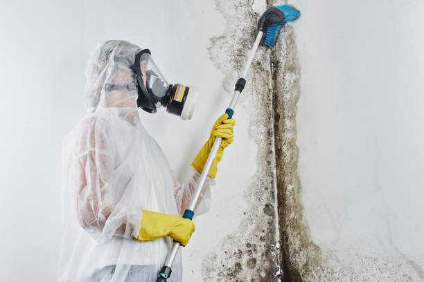 Best Certified Mold Removal  in Thomasville, GA