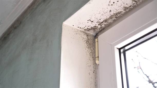 Thomasville, GA Mold Removal Company