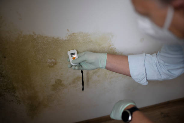 Best Local Mold Removal Service  in Thomasville, GA