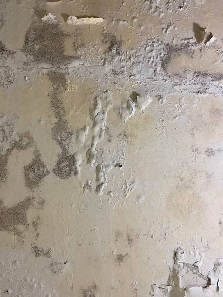 Best Toxic Mold Removal  in Thomasville, GA