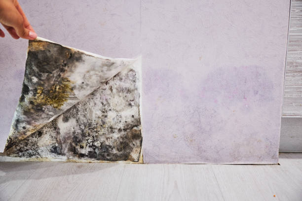 Best Best Mold Removal Companies  in Thomasville, GA